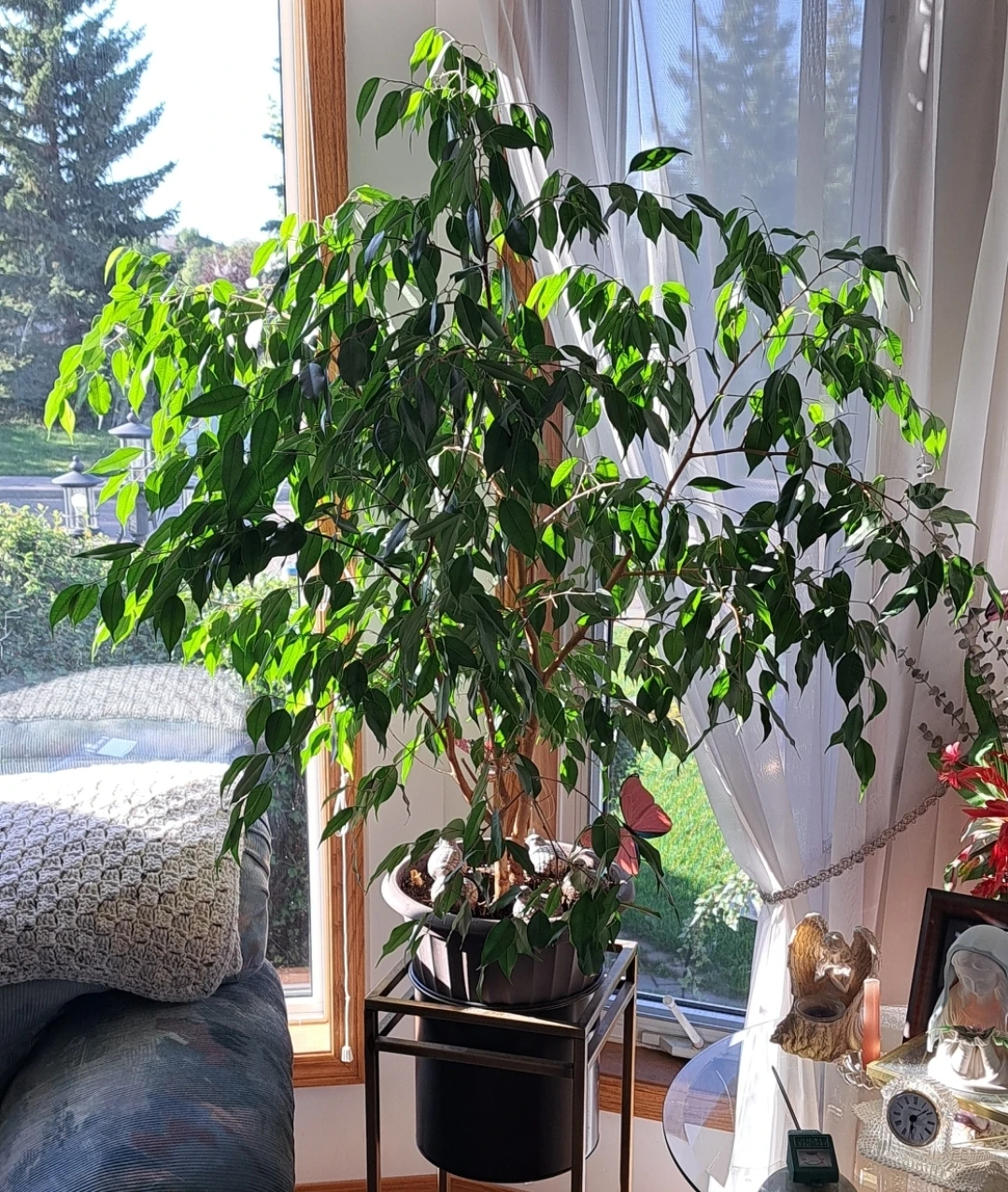 Ficus Tree - photo 2