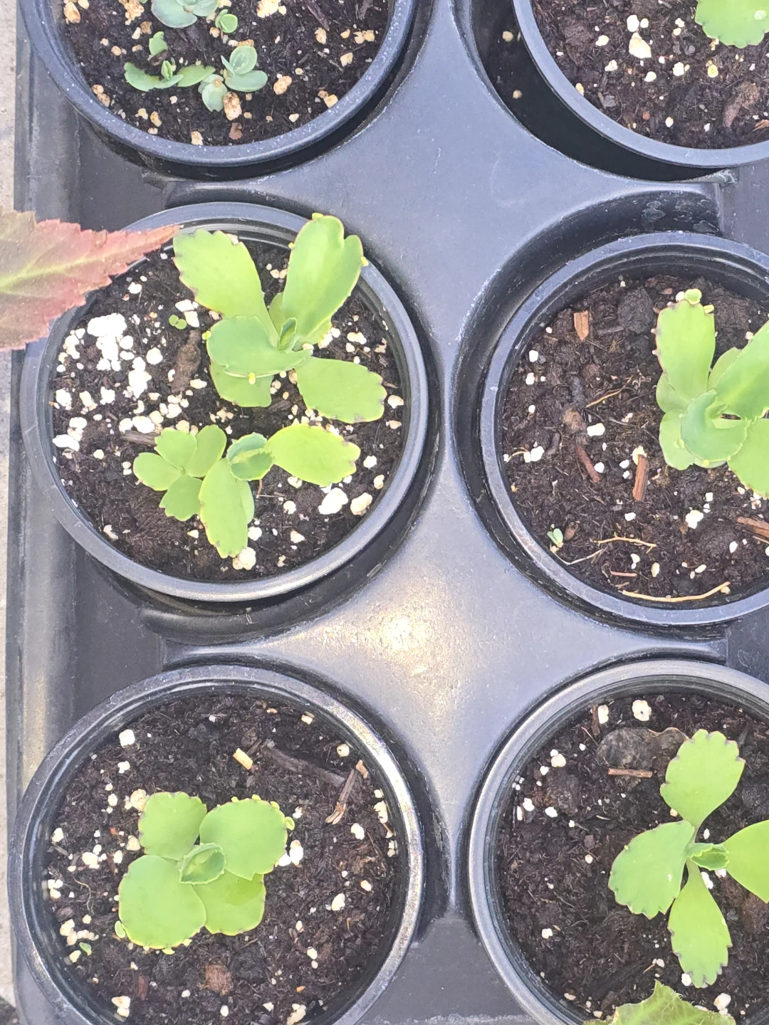 Mother of Thousands Plant Seedlings - photo 3