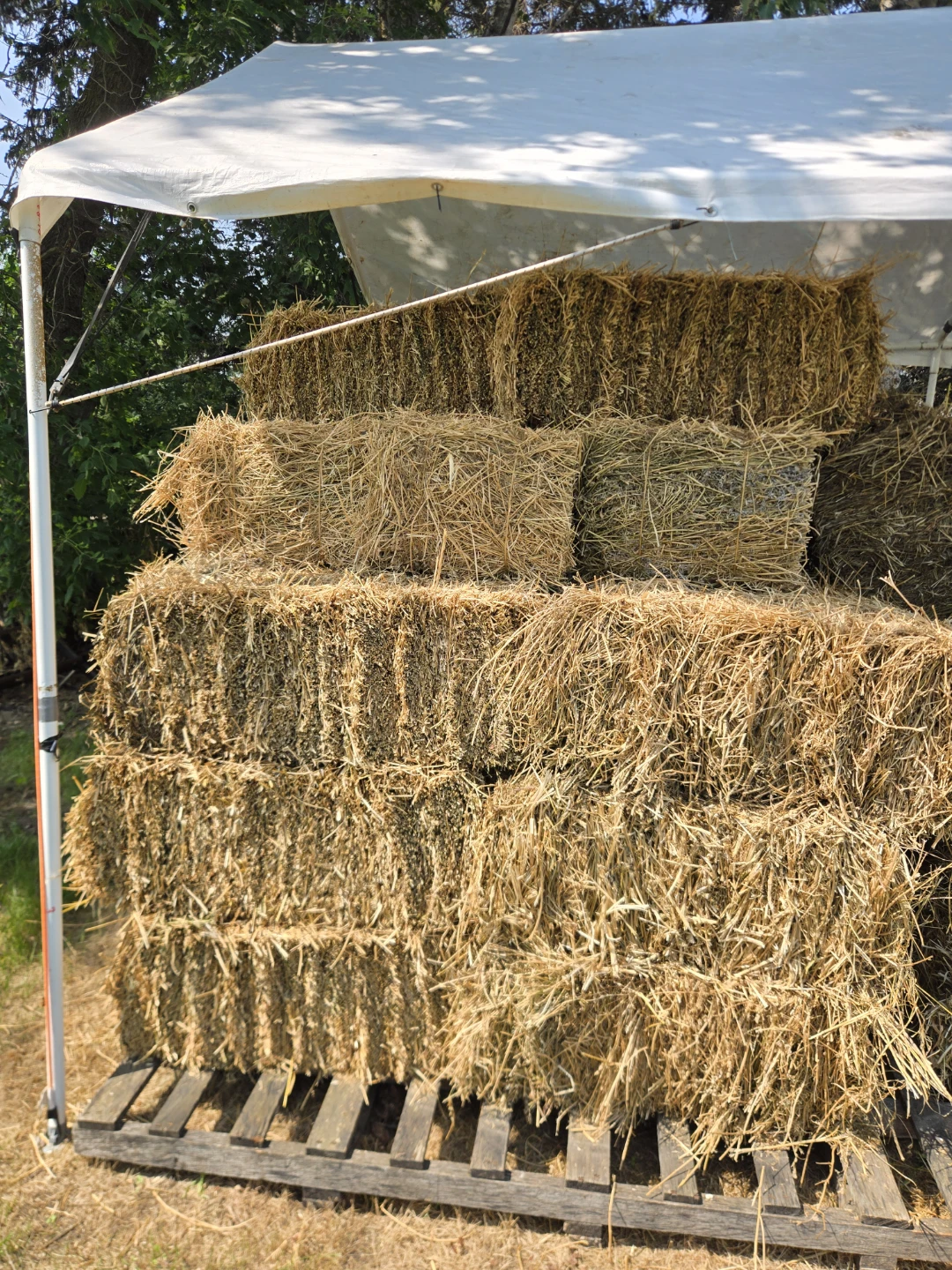 SMALL SQUARE ALFALFA SOME MIX.