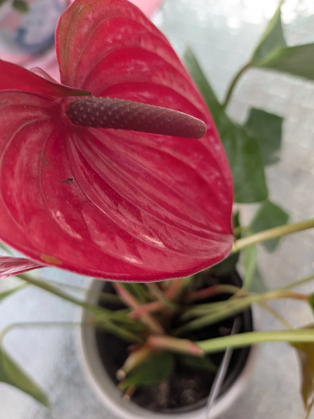 Anthurium Plant Over 12 Inches 1 Foot High - photo 2