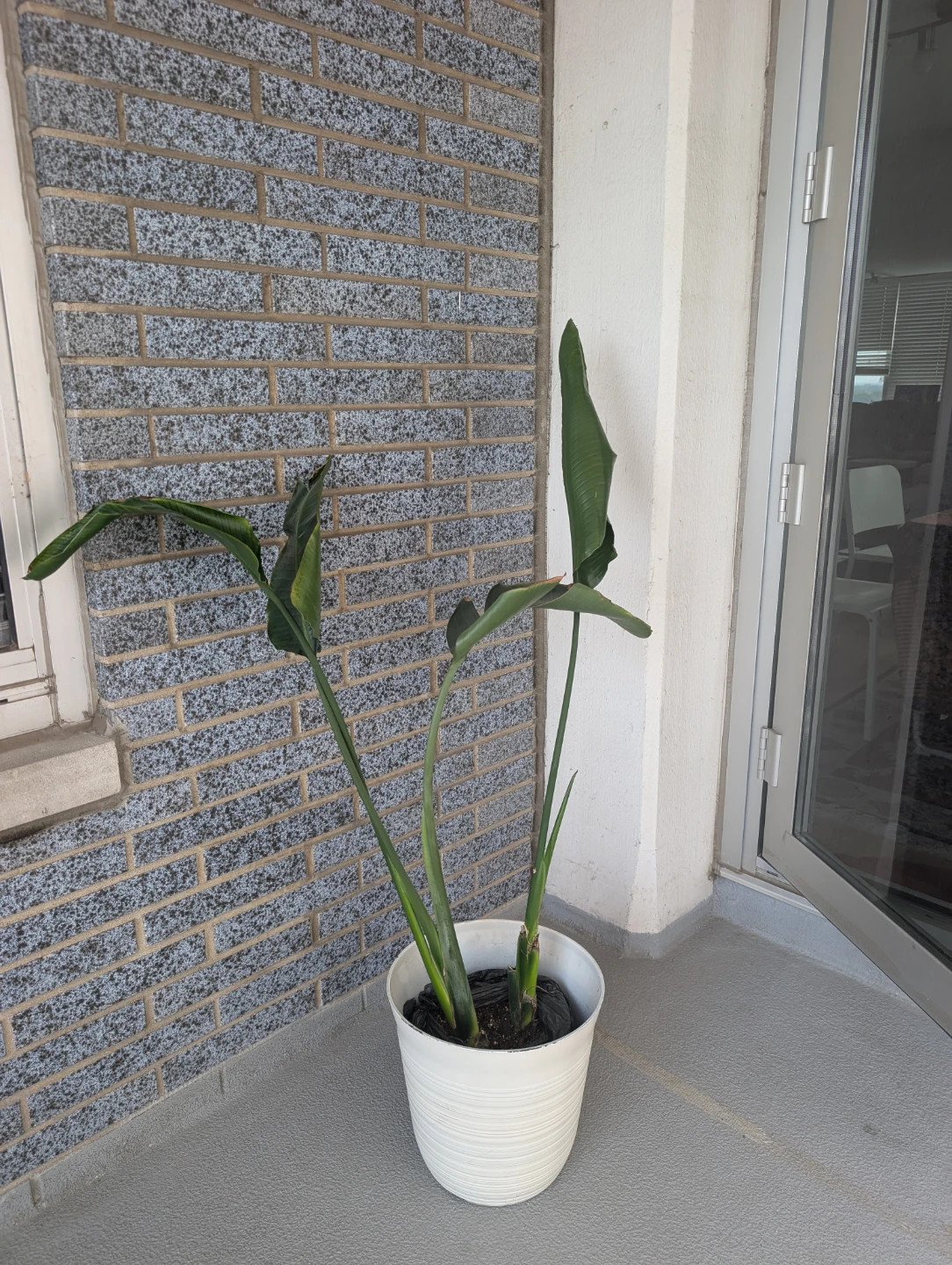 Bird of Paradise Plant in 14inch White Pot