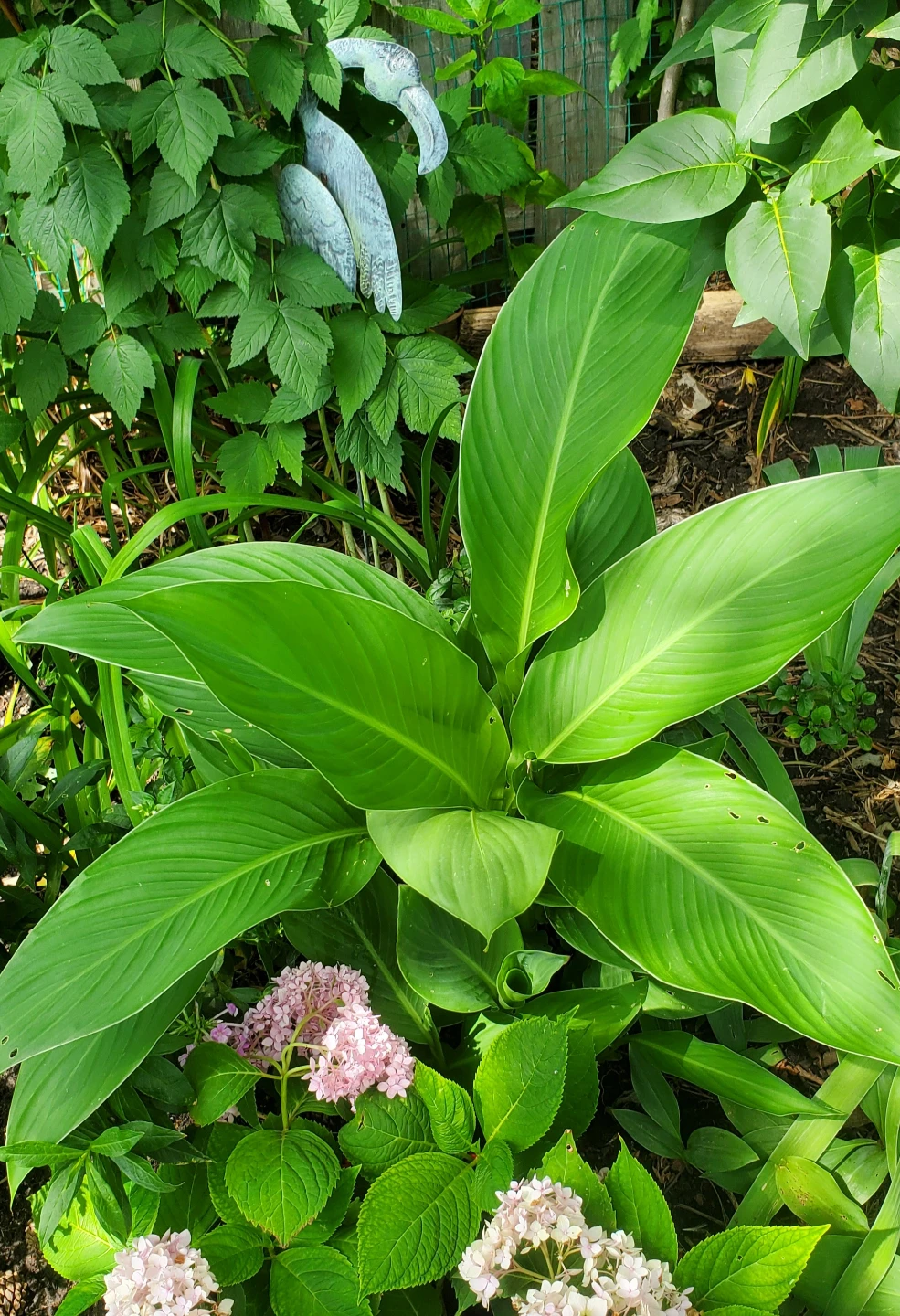 Canna lily - photo 2