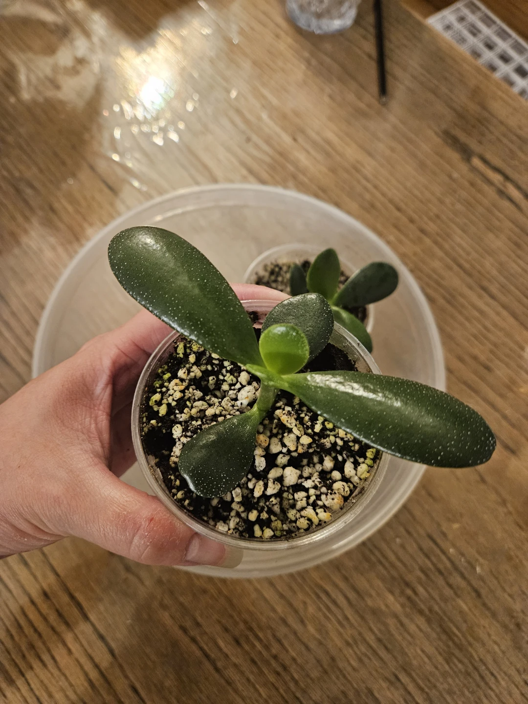 Air Purifying Jade Plants - photo 4