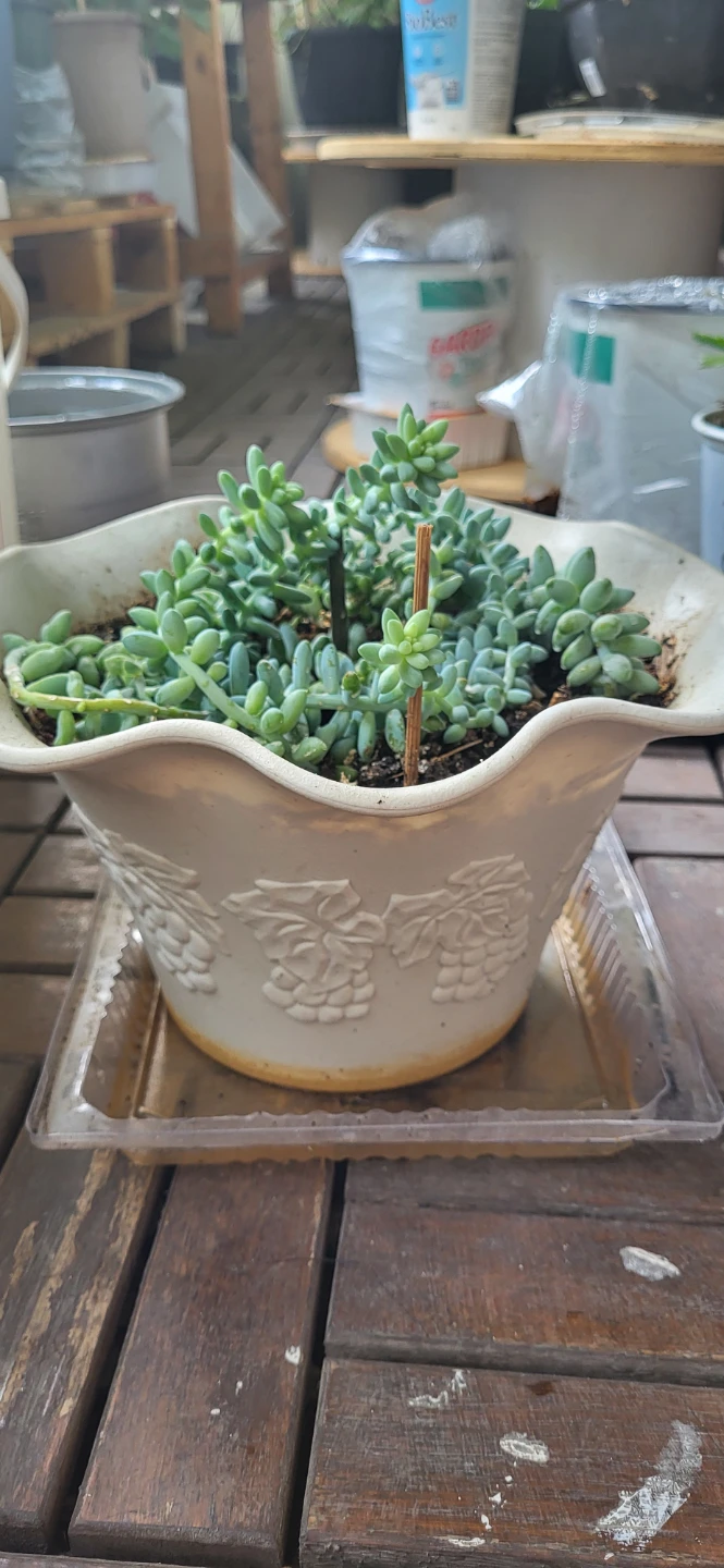 Burro's Tails succulent - photo 2