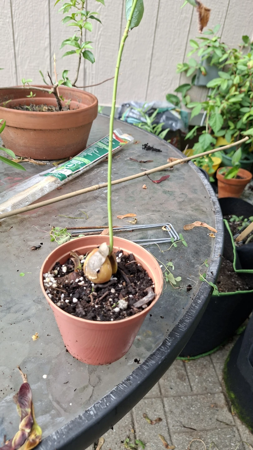 🥑🌱 Young Avocado Plant  🌱🥑 - photo 5
