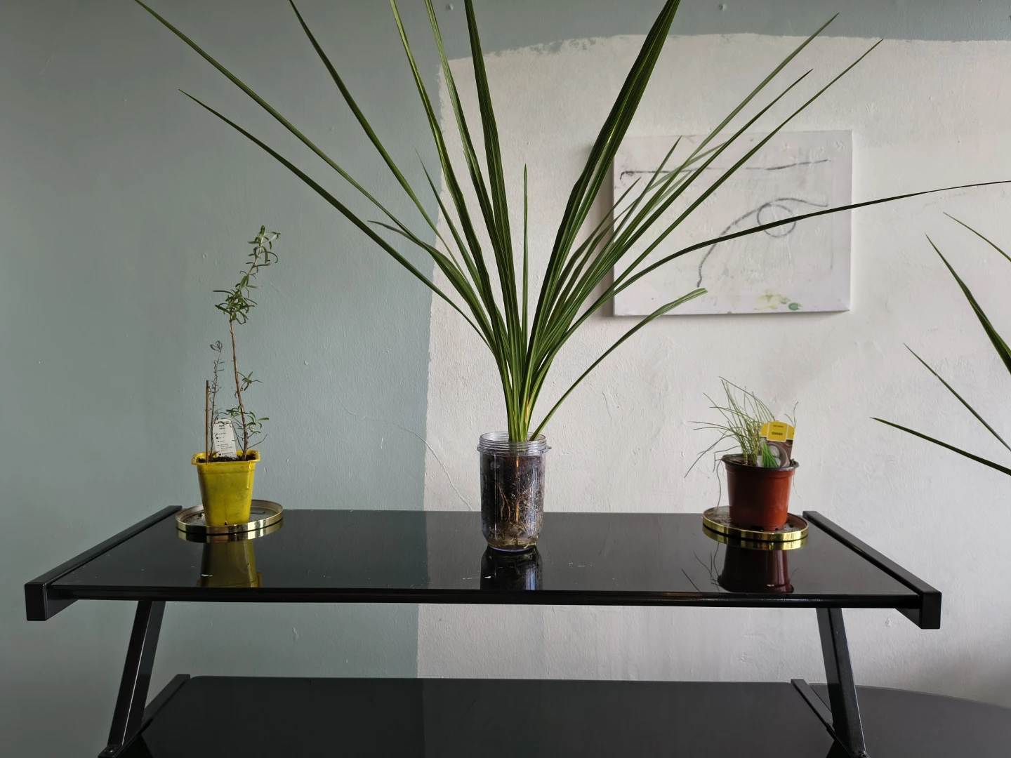 Assorted House Plants in Decorative Pots - photo 2