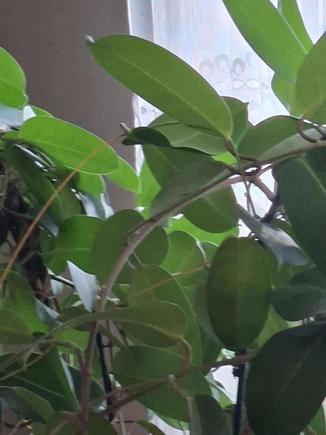 Two potted climbing plants - photo 2