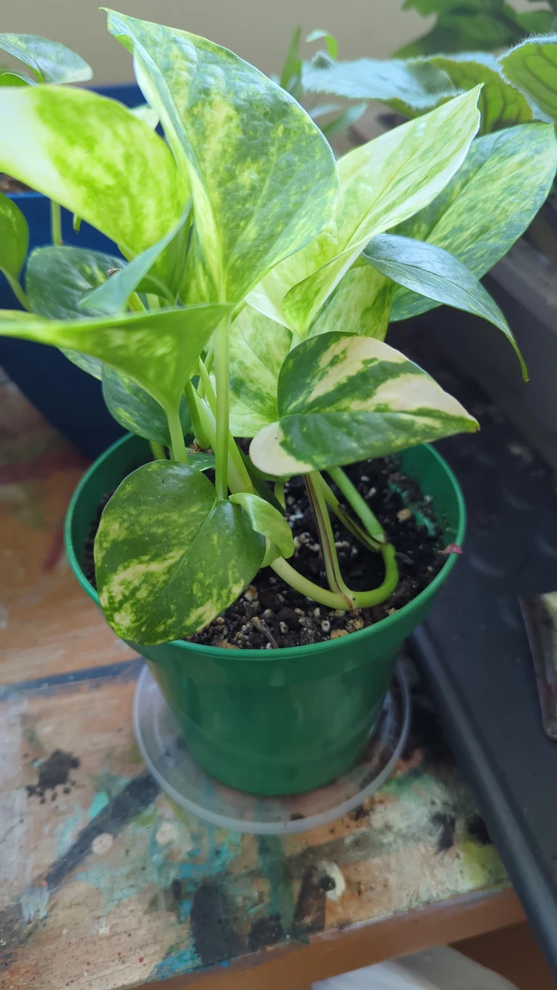 Pothos Plant in Green Pot