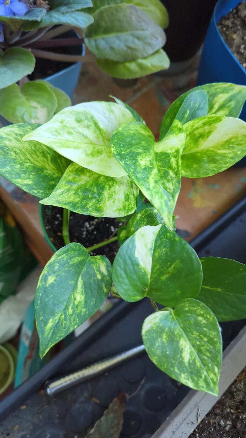 Pothos Plant in Green Pot - photo 2