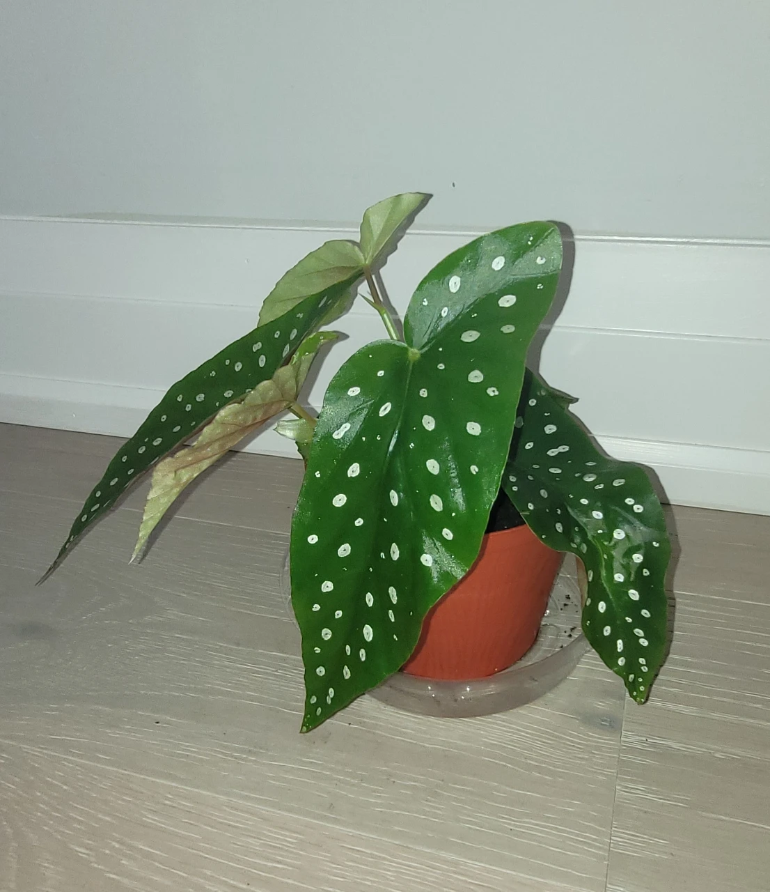 Polka Dot Begonia in Red/Brown Pot