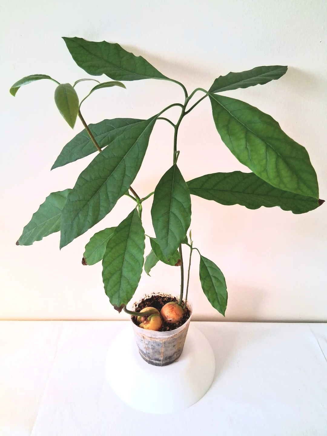 🌱 Avocado Plant 🥑 - photo 2