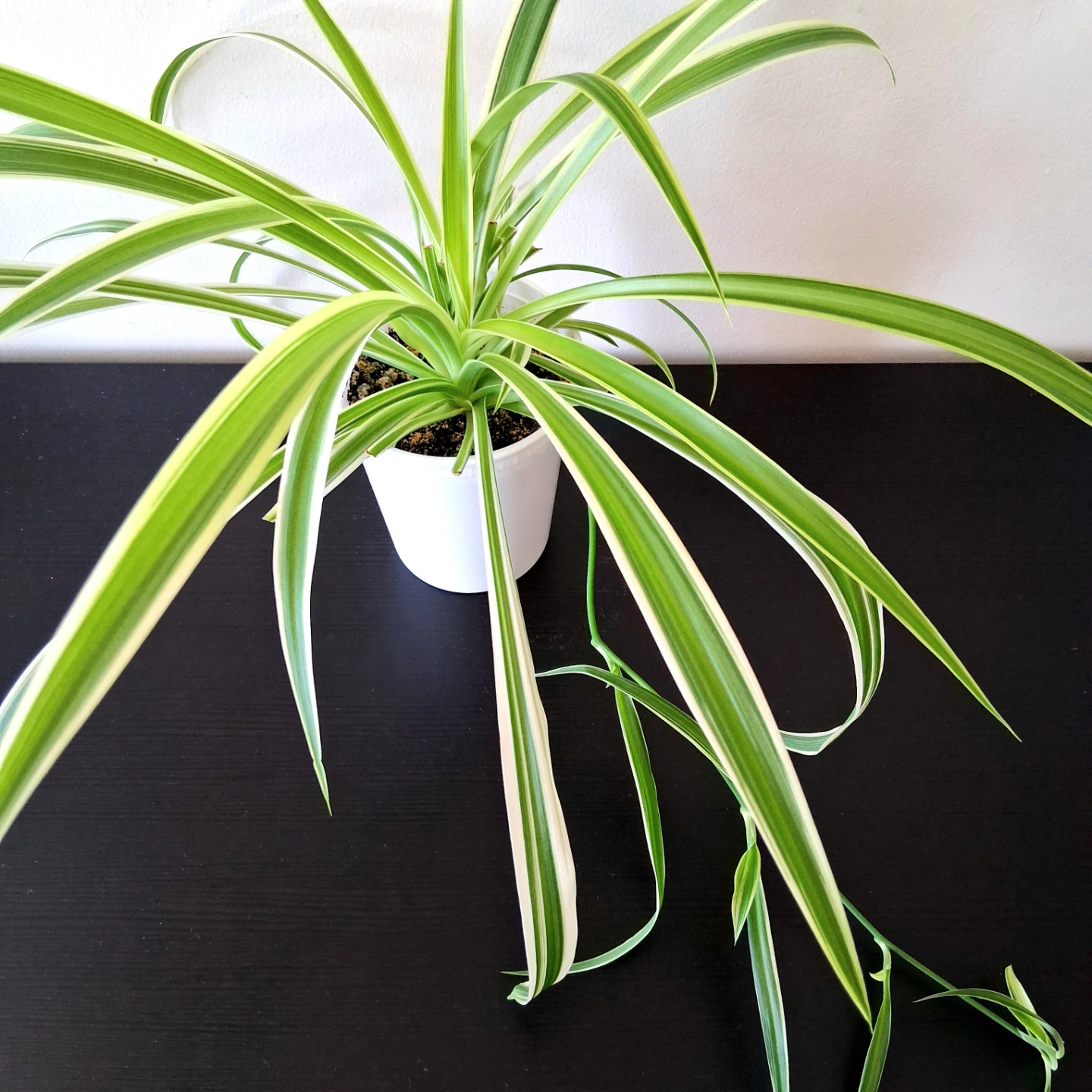 🌱 Spider Plant 🪴
