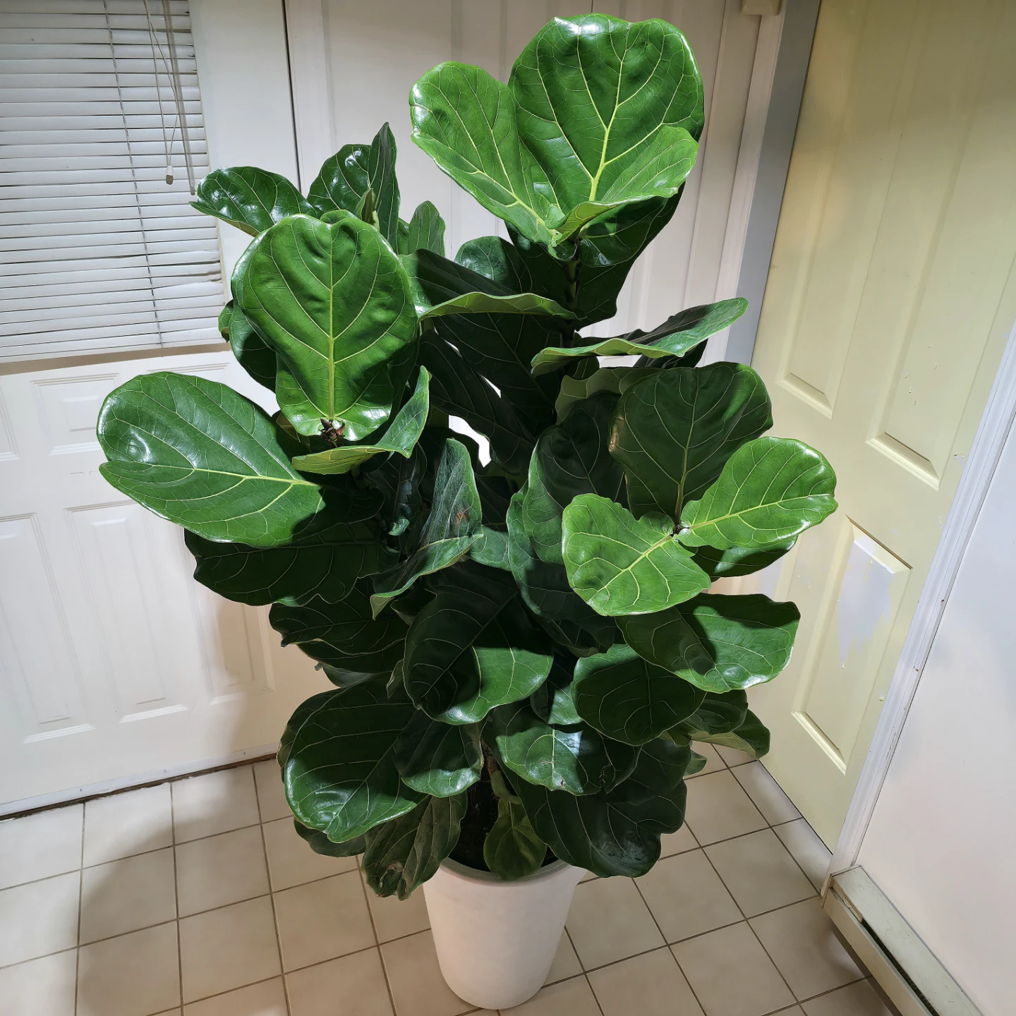 5ft Fiddle Leaf Fig Tree with Planter | ✅️ Local Delivery