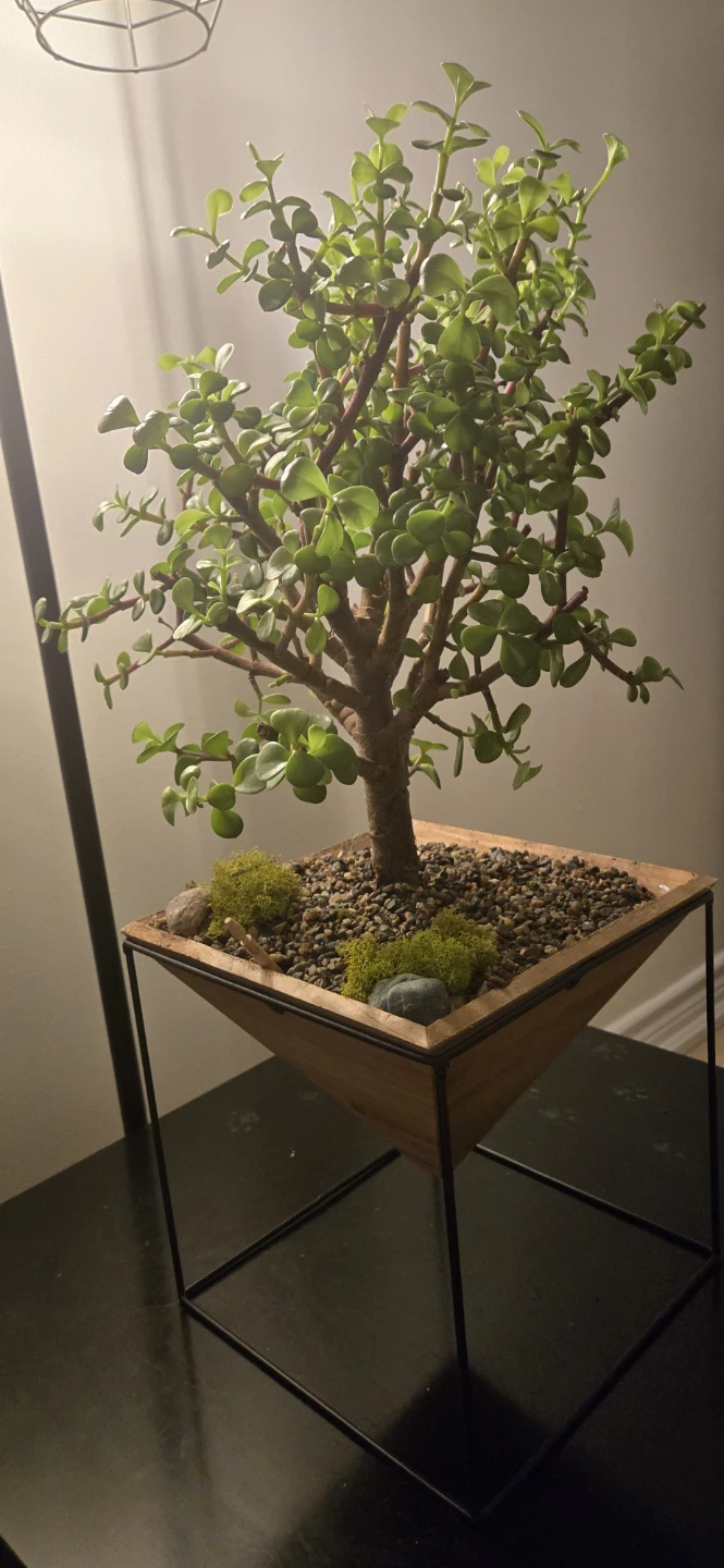Jade Plant Bonsai - photo 2