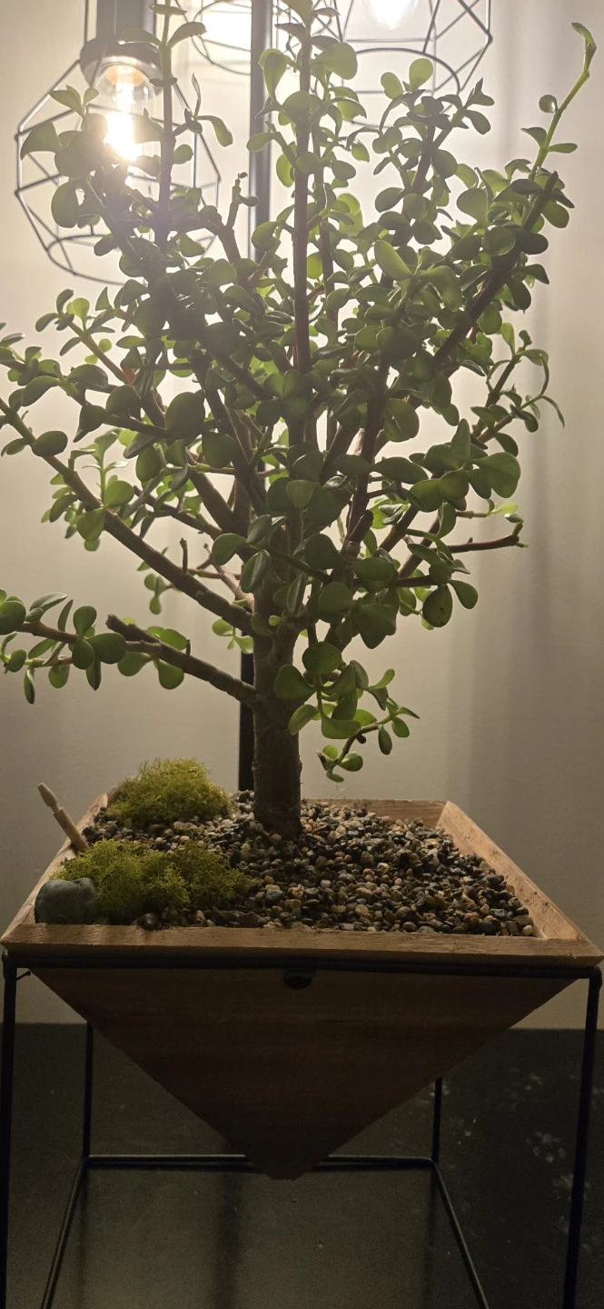 Jade Plant Bonsai - photo 3