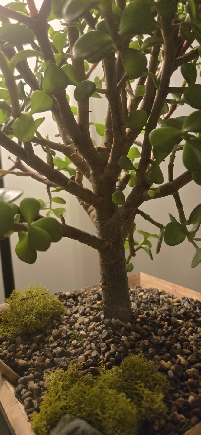 Jade Plant Bonsai - photo 4