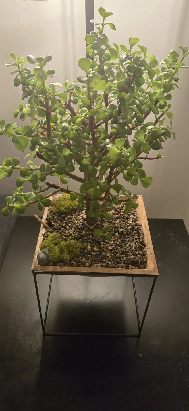 Jade Plant Bonsai - photo 5
