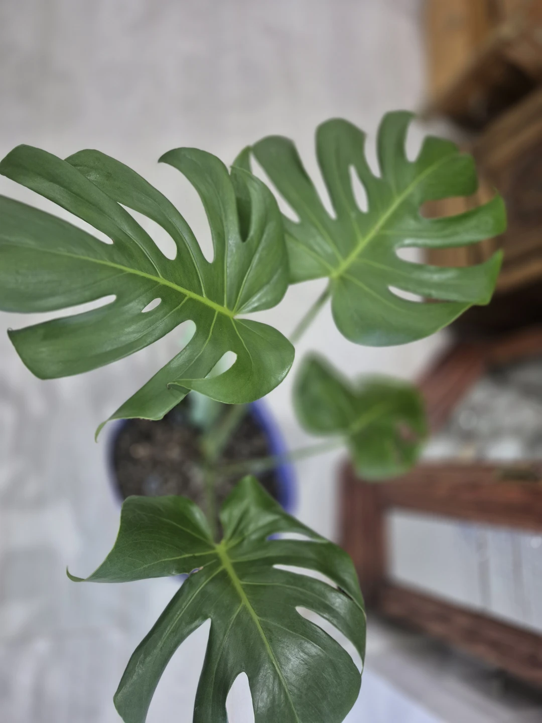 Monstera Deliciosa Plant andSucculent pots too - photo 4