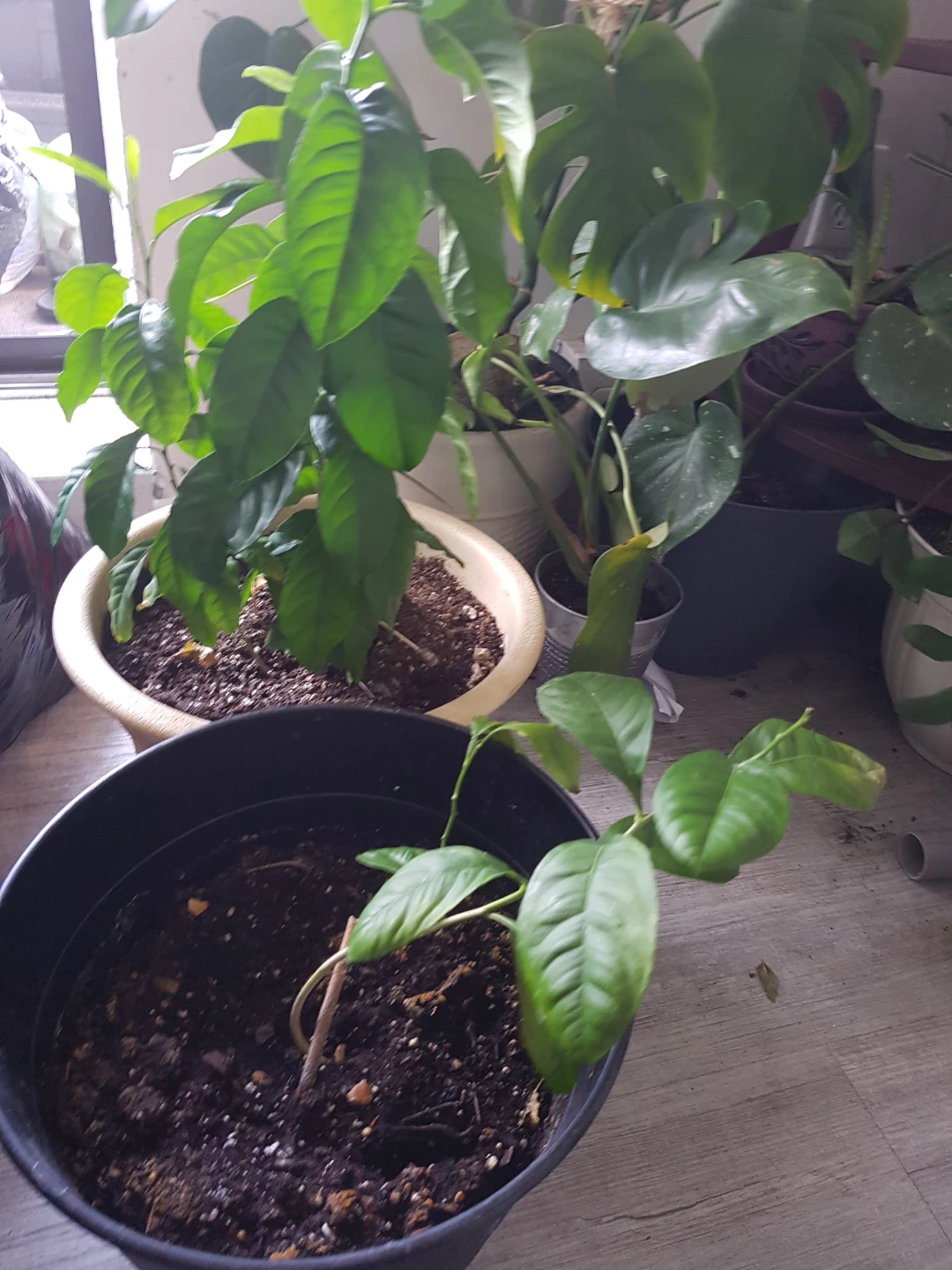 Lemon Tree Plant in Black Pot - photo 5