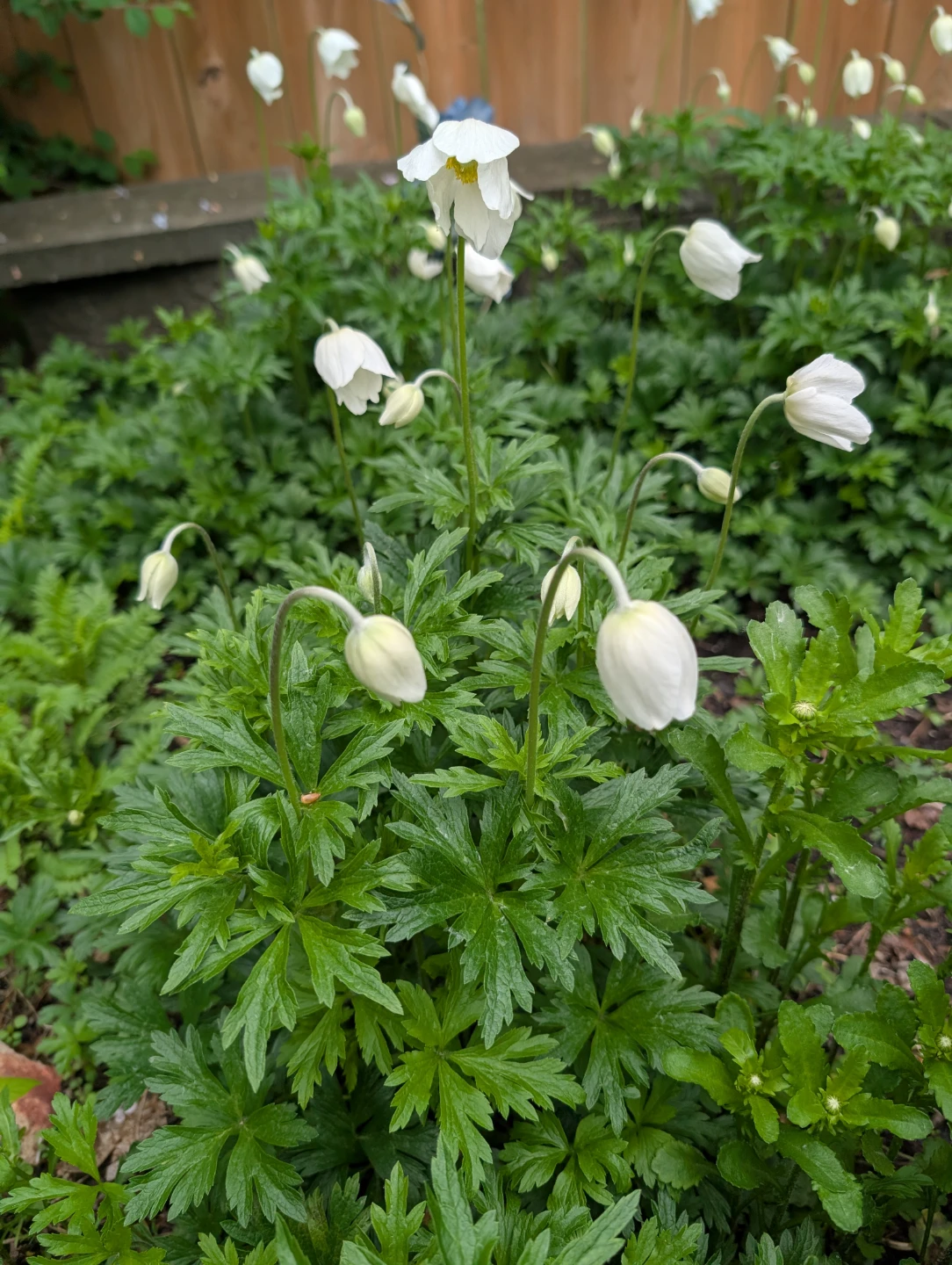 Gardening Services - photo 2