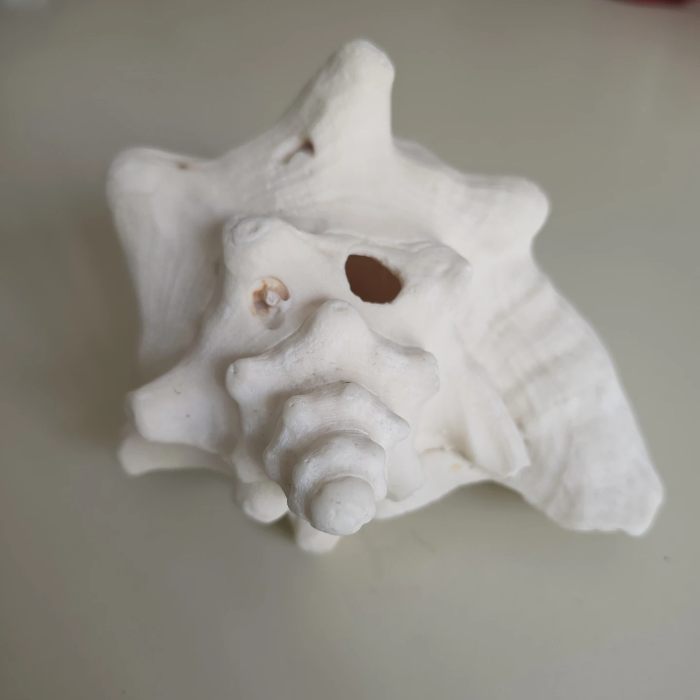 Large Conch Shell - EUC - photo 2