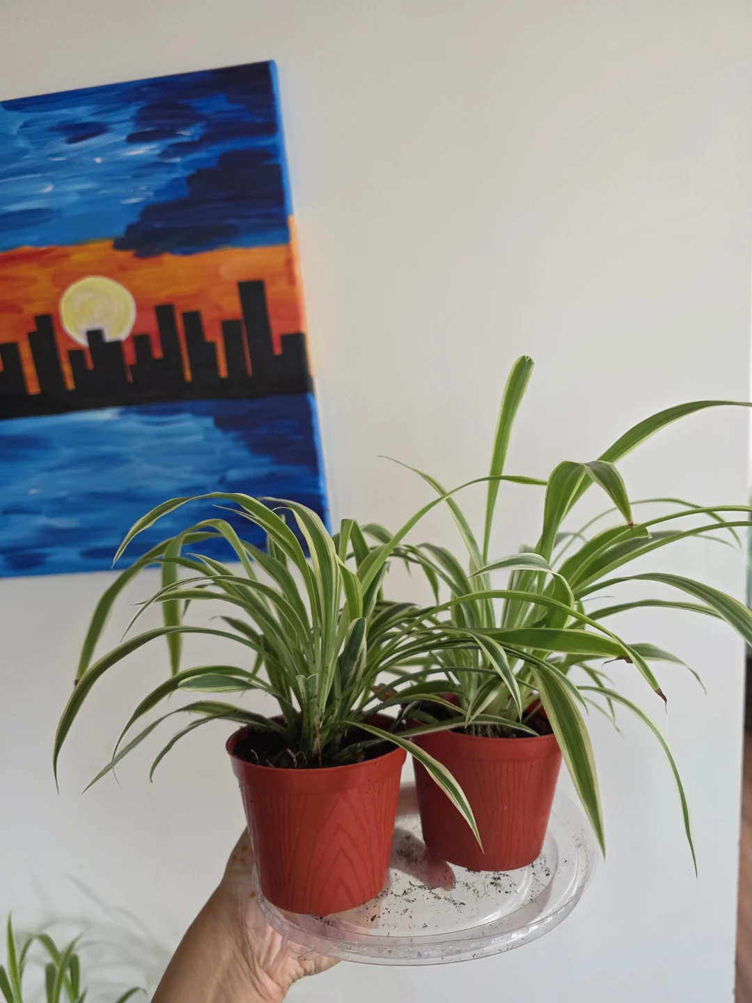 Spider Plants in Red Pots - photo 2