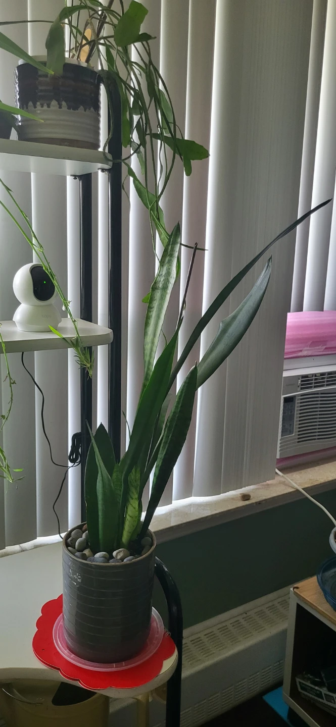 Snake plant in CERAMIC POT - photo 3