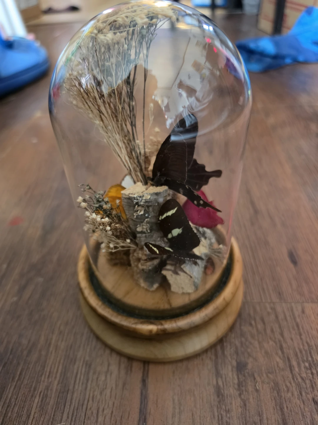Dried Butterfly Display Dome