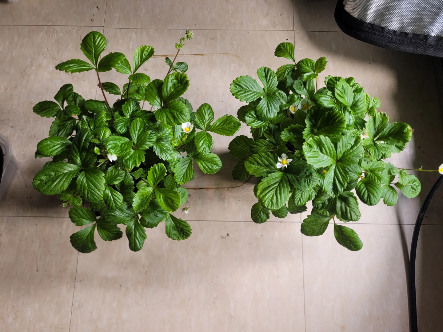Pesticide Free Strawberry Plants