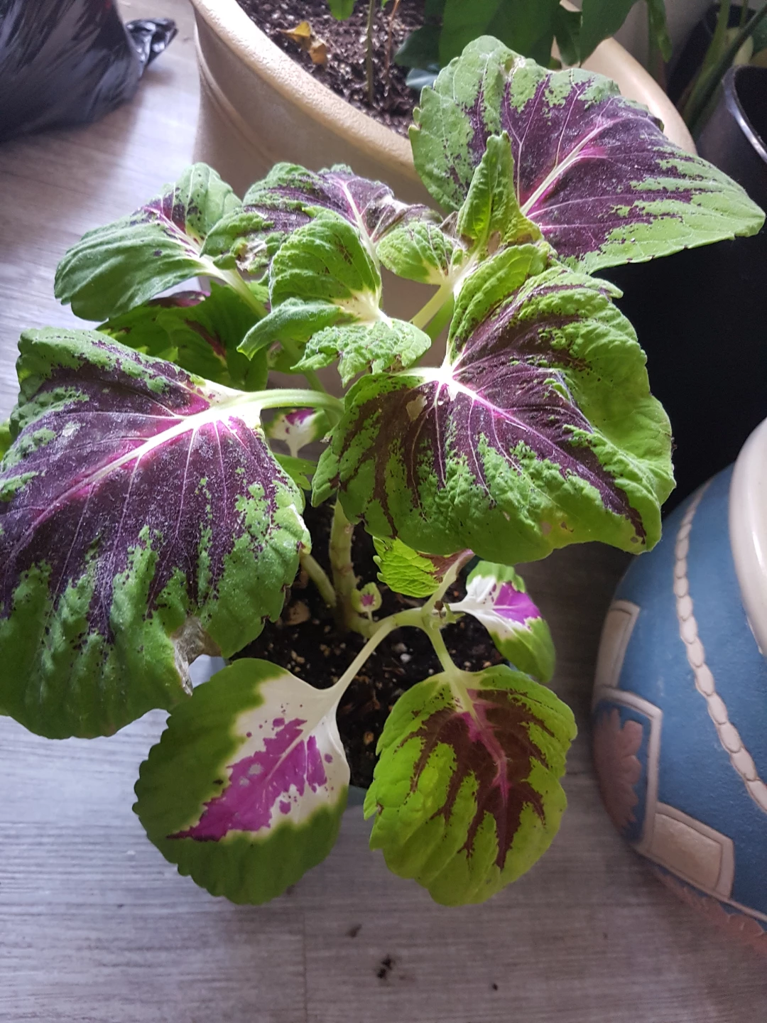 Coleus Plant