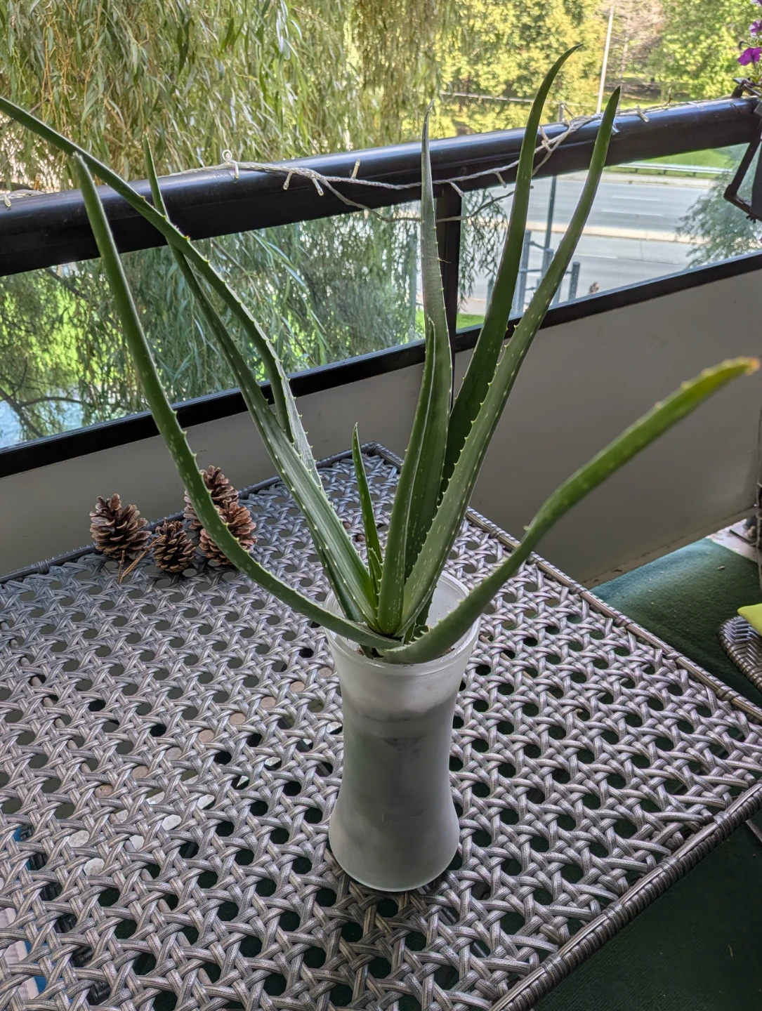 Healthy Aloe Vera Plant in Vase - photo 2