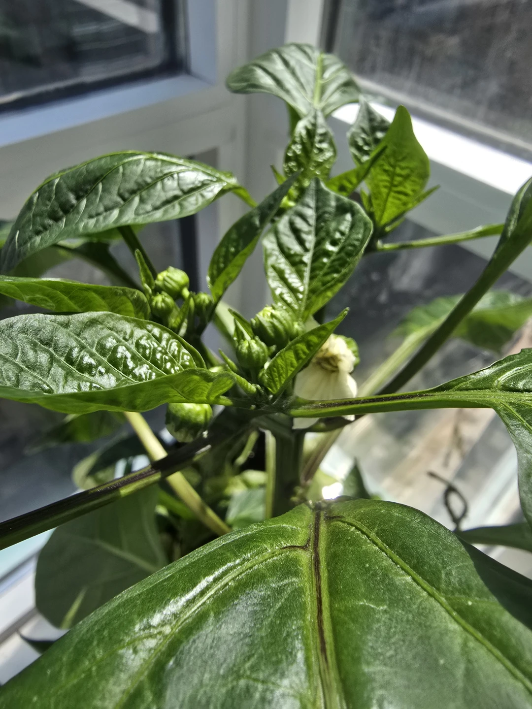 Bell Pepper Plant