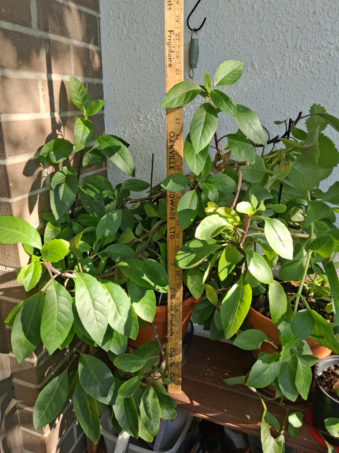 Longevity Spinach Plant ( no pot) - photo 2