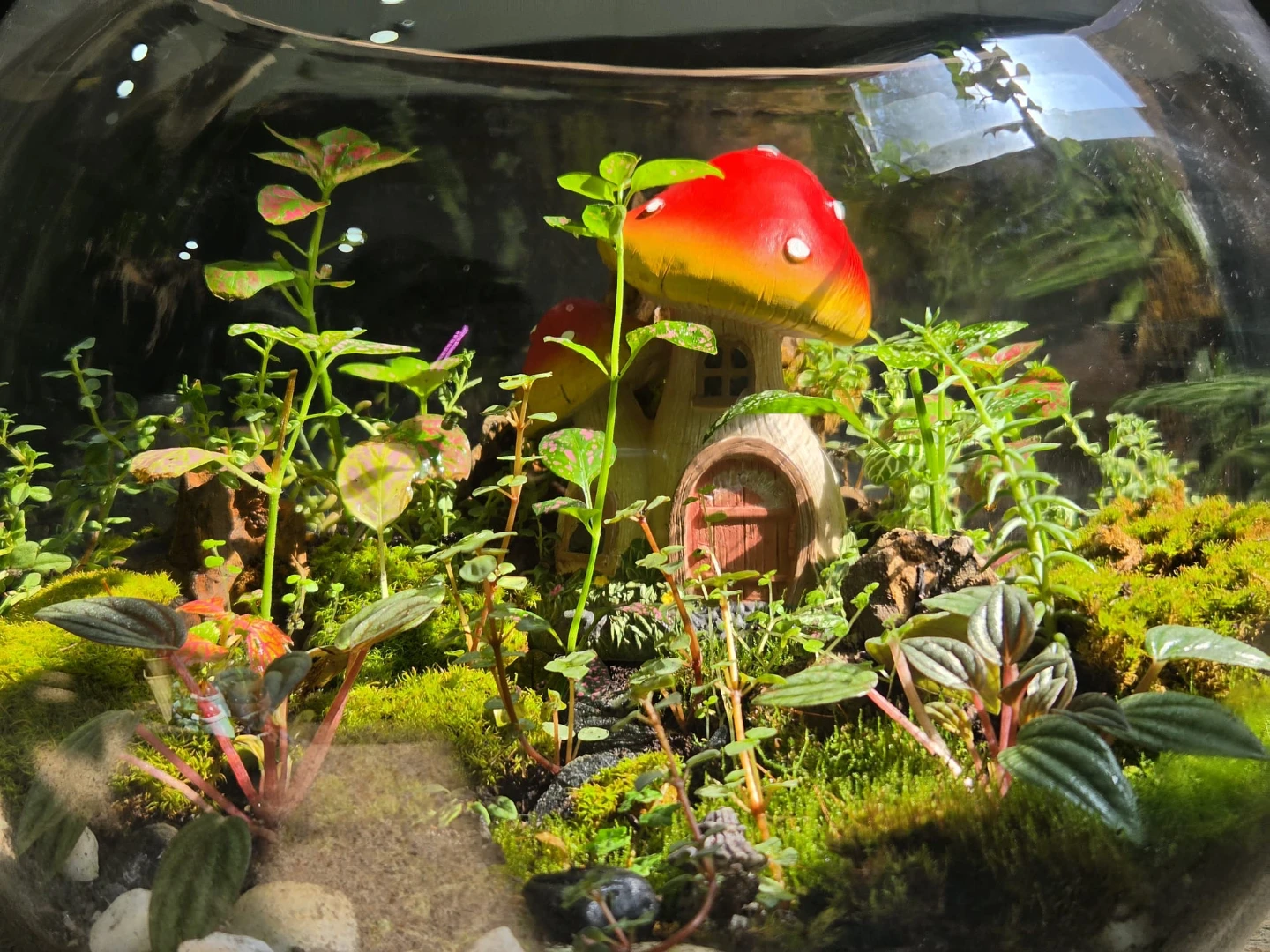 Terrarium - photo 2