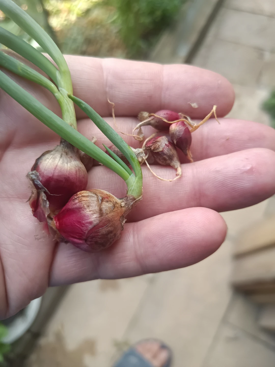 Walking Onion Bulbs - photo 4