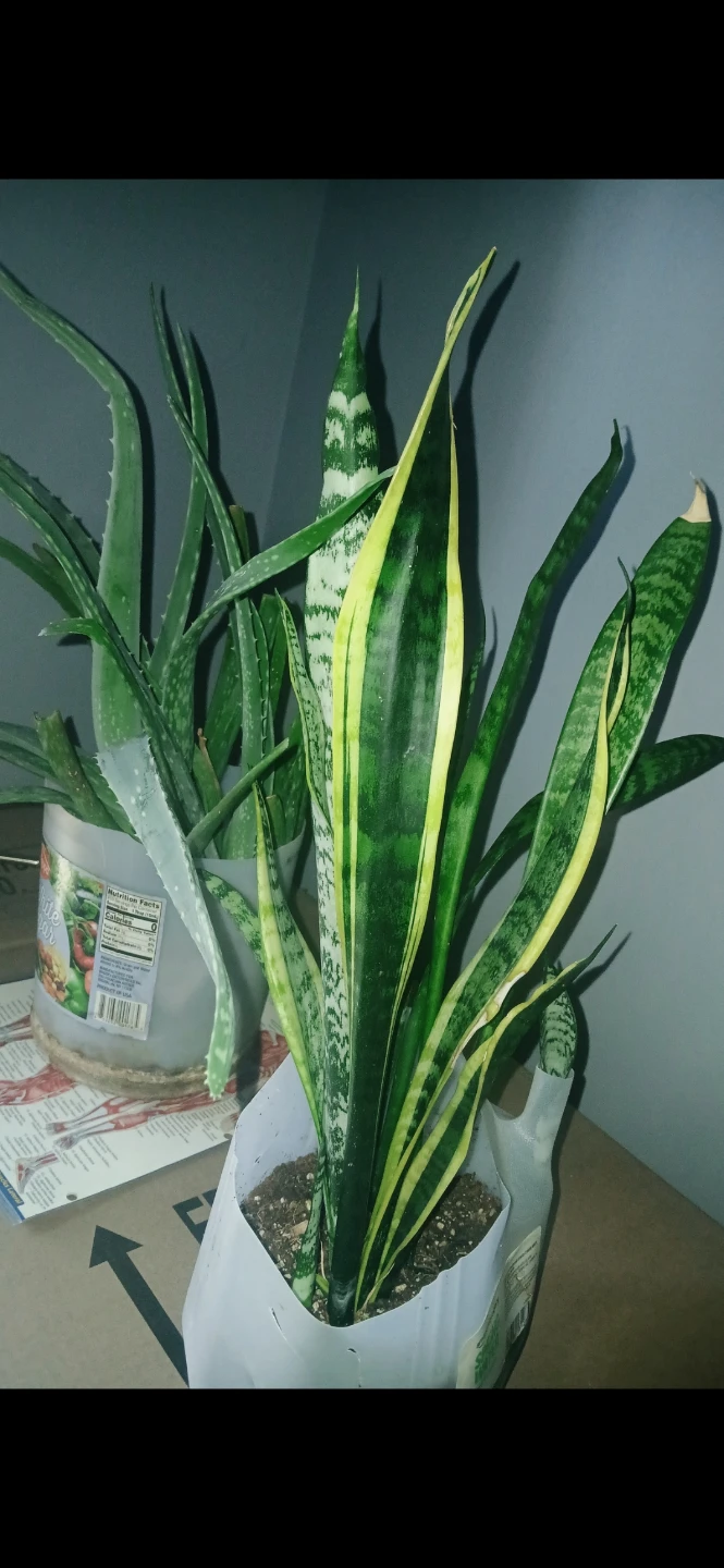 Aloe Vera or Snake Plant etc.. $45-$85 each