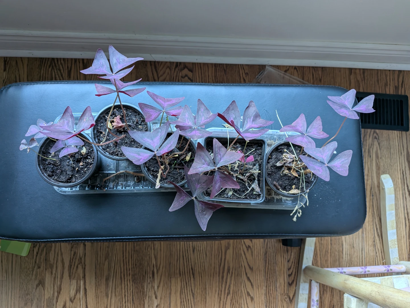 Oxalis Purple