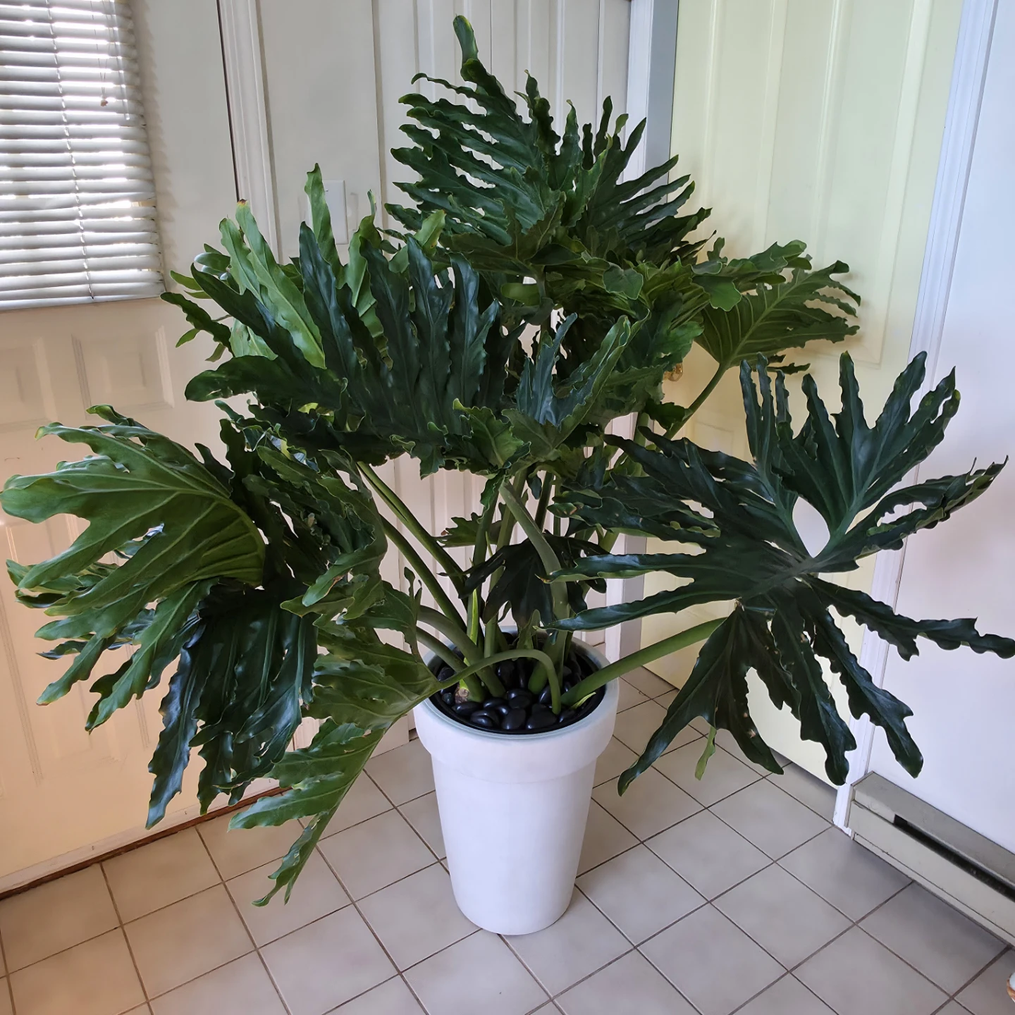 5ft Philodendron Tree (Hope Selloum) with planter and stones - photo 3