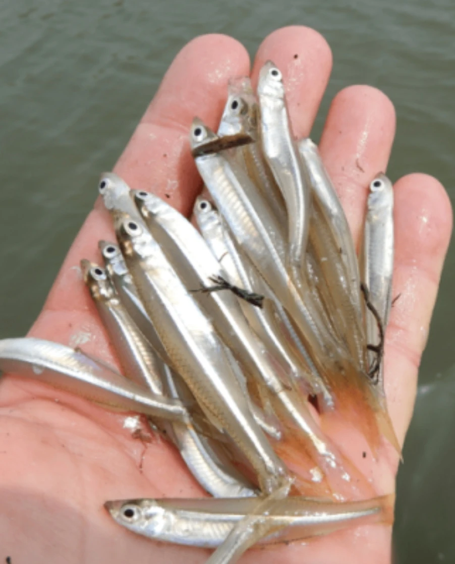 ** SPEARING / SILVERSIDES **
