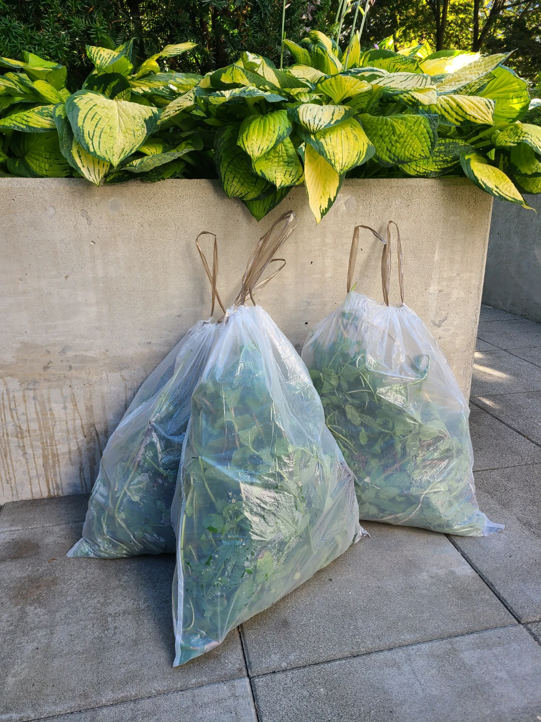 Fresh Mint