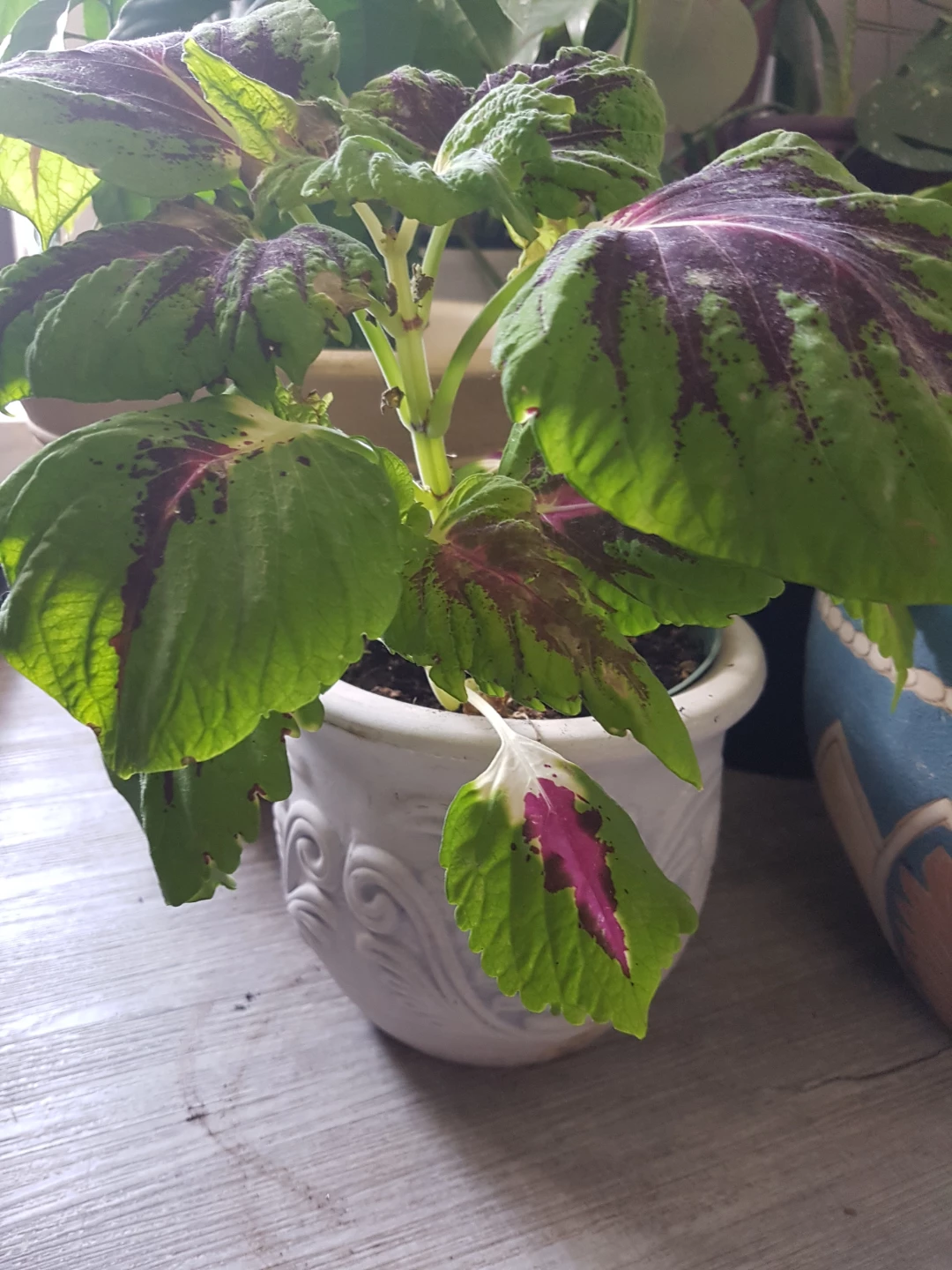 Coleus Plant