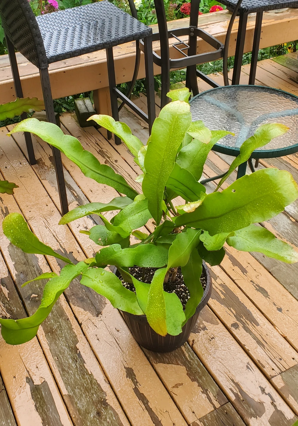 Queen of the Night (‌Epiphyllum oxypetalum