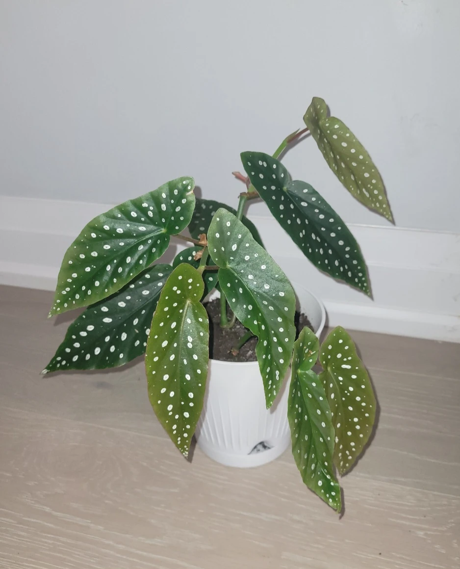 Polka Dot Begonia
