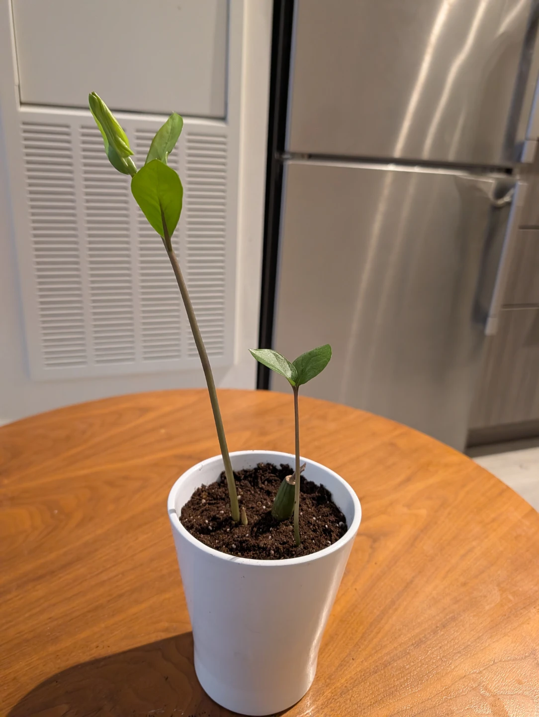 ZZ Plant Sapling in White Pot