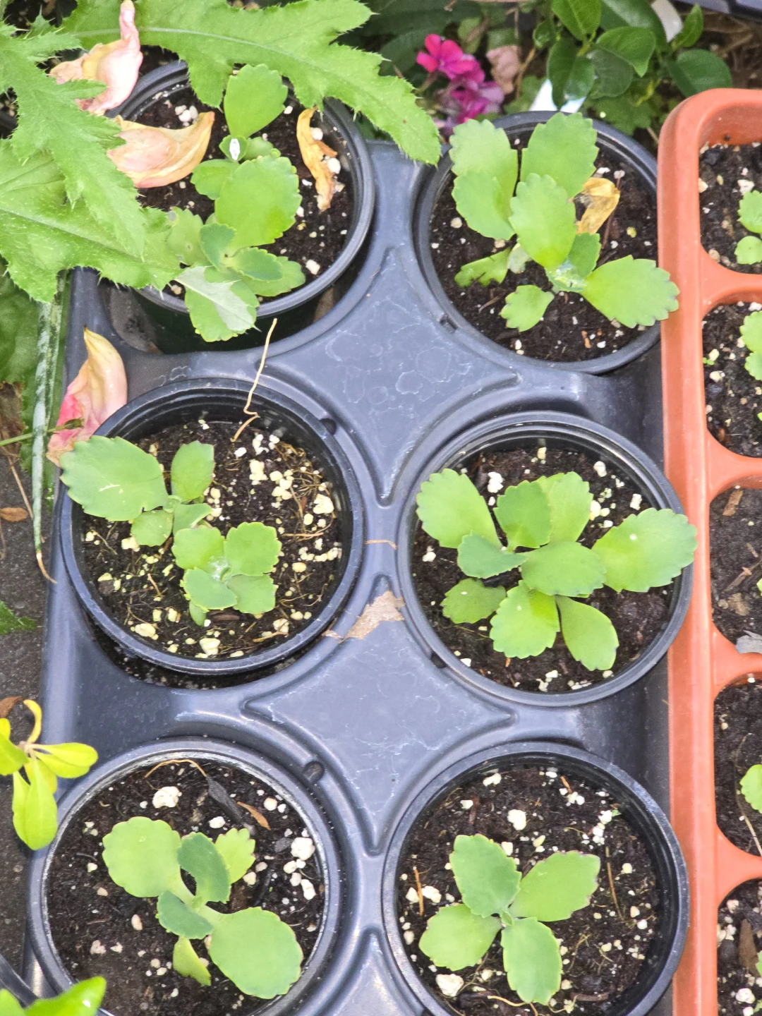 Mother of Thousands Plant Seedlings - photo 2