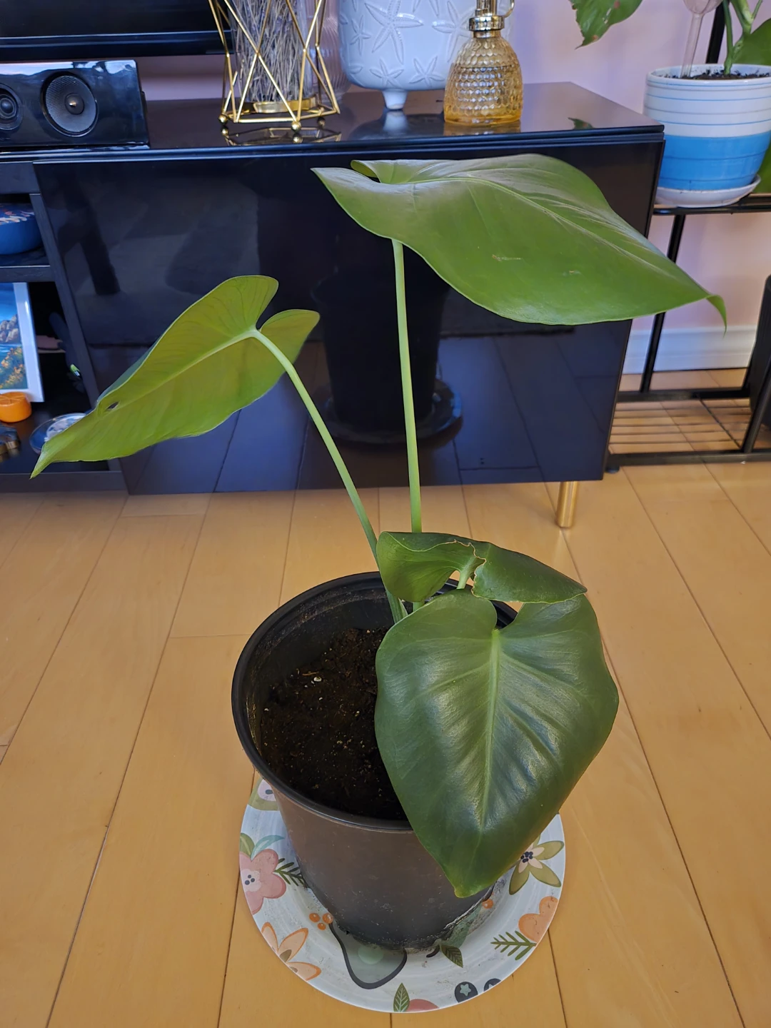 Monstera Plant with ceramic pot