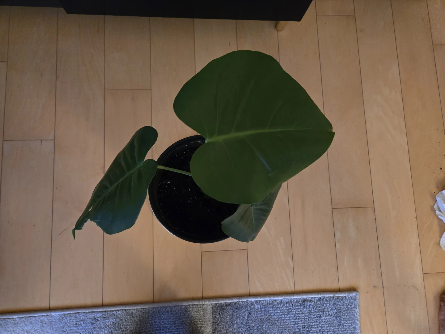 Monstera Plant with ceramic pot - photo 2