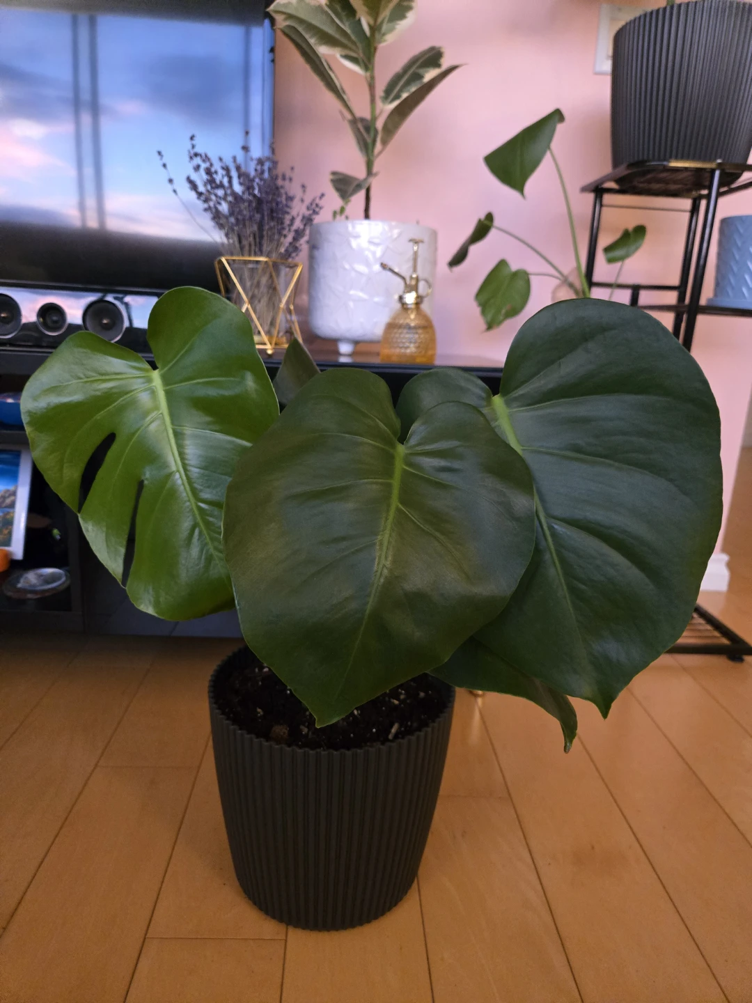 Monstera Plant with ceramic pot - photo 3