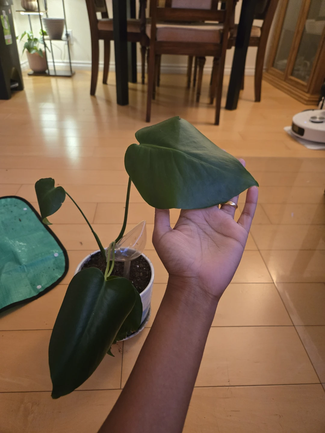Monstera Plant with ceramic pot - photo 4