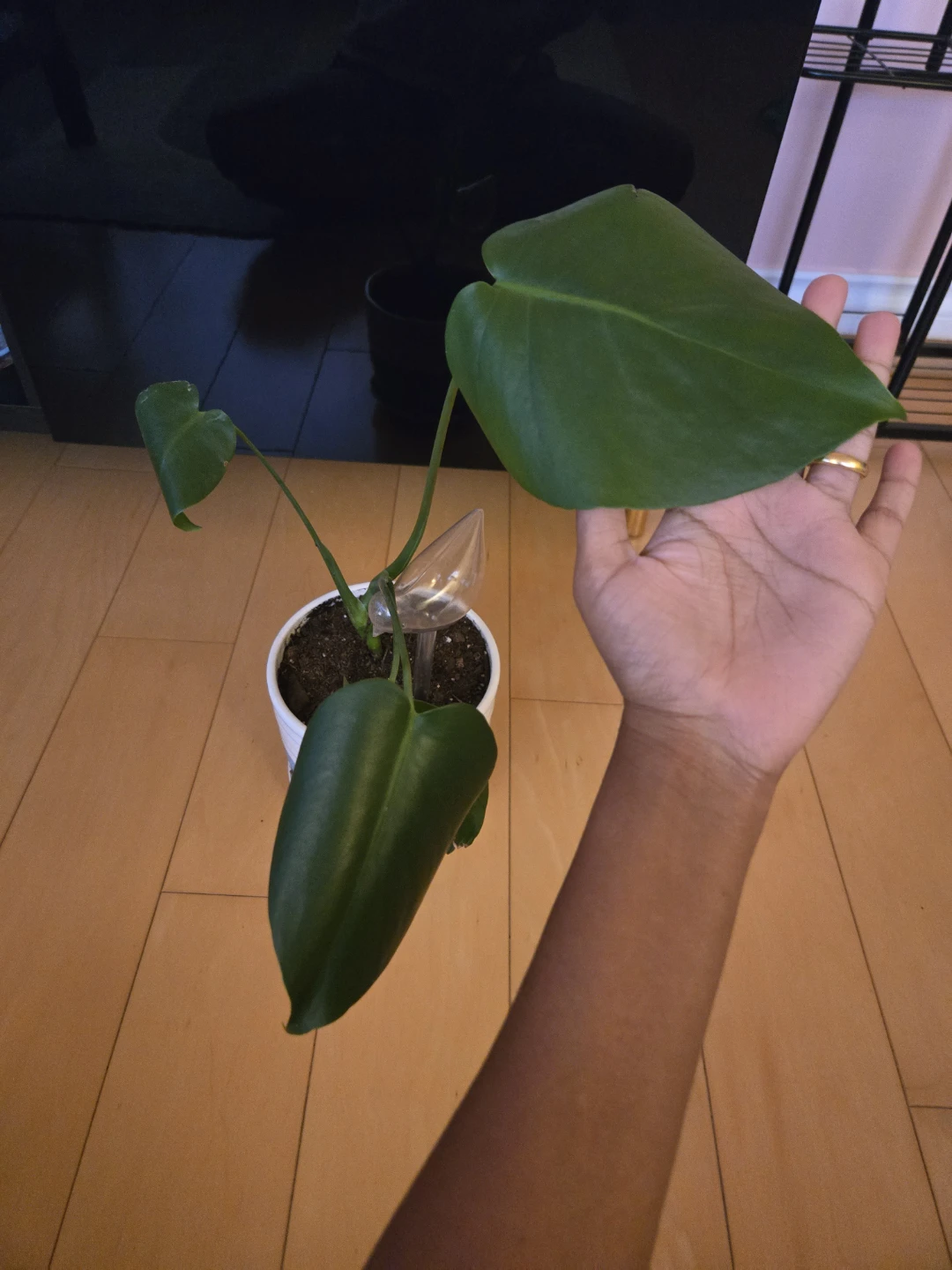 Monstera Plant with ceramic pot - photo 5